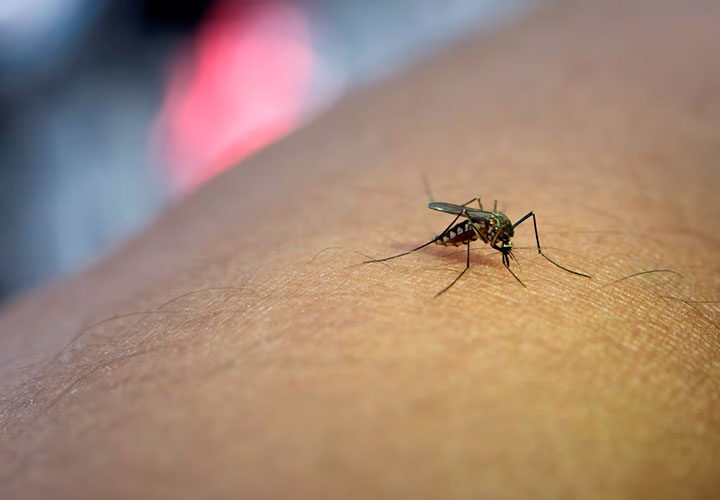 Anunciado el primer caso de infección de virus del Nilo en la provincia de Córdoba